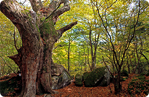 A primeval forest in Mt.Kurodake