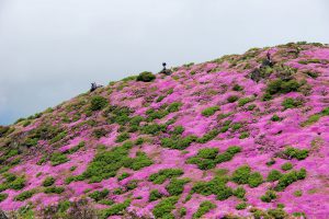平治岳山頂ミヤマキリシマ